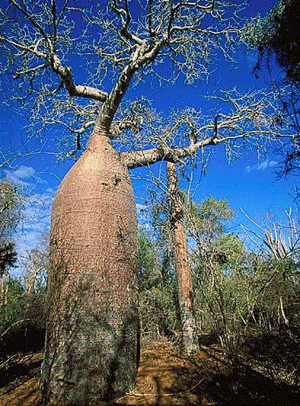 Baobab.gif