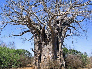 baobab-tree-am-shimuwini.gif