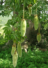 baobab_fruits.gif