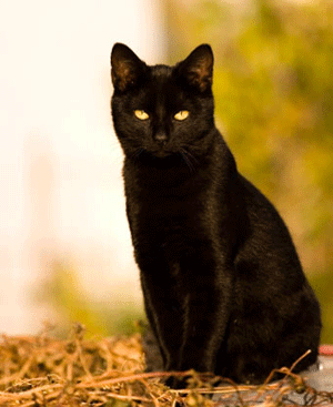 black-cat.gif