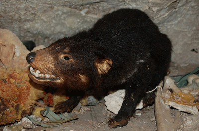 diable-de-tasmanie_naracoorte-nat-park.gif