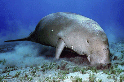 dugong252539.gif