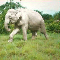 elefante_blanco.gif