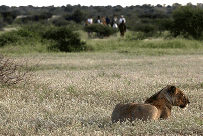 okotourismus-lion.gif