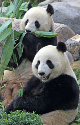 panda-compleanno_049.gif