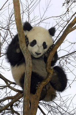 panda_08.gif