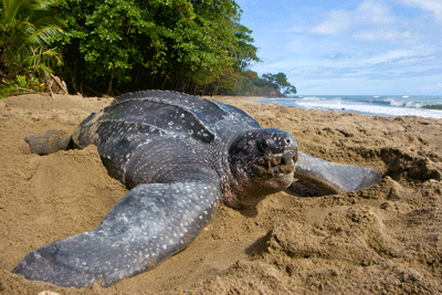 tortue-luth-marine.gif