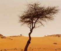 arbre_Mauritanie.jpg