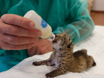 lince.jpg