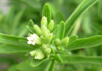 stevia.jpg