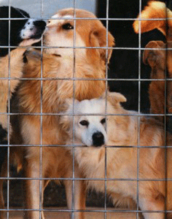 AnimaliGabbia-4.gif