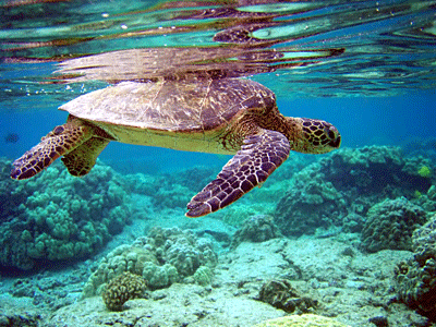 Tortue2.gif