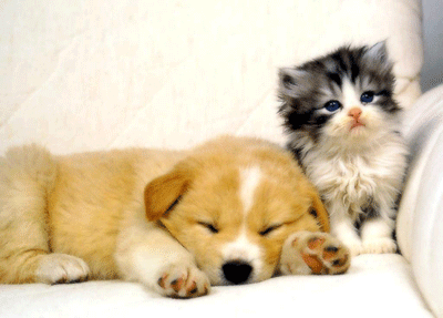 animali_5.gif