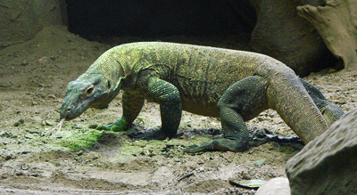 dragon-komodo1.gif