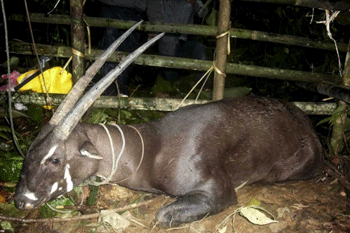 saola.gif