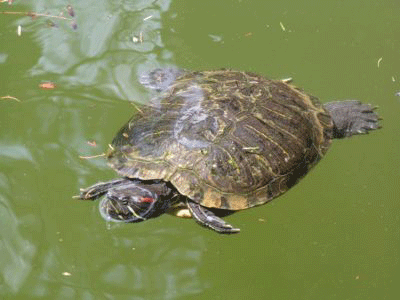 tartatugha-acqua.gif