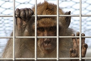 test-animal.gif
