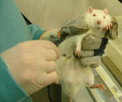 test-animale.gif