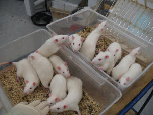 test-animali.gif