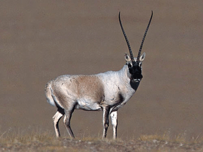 tibet-antilope.gif