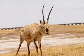 tibet-antilope2.gif