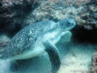 tortue.gif