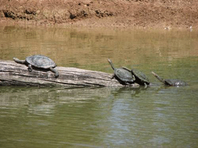 tortueserpentine8pr3.gif