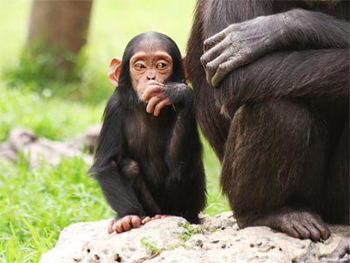 chimpanc.jpg