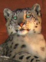 490px-Taxidermied_Snow_leop.jpg