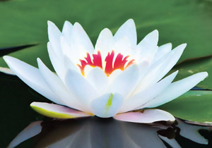 fleur-de-lotus-blanche.jpg