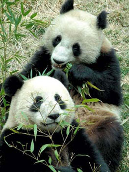 panda-bambous1.jpg
