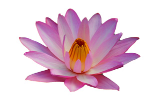 lotus-en-ouverture-buddhachannel.jpg