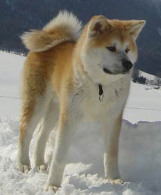 chien_akita_inu_Japon.jpg