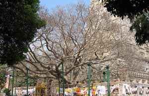 tree.jpg