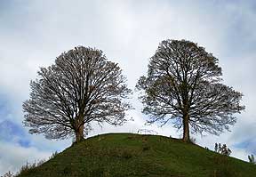 twin-trees.jpg
