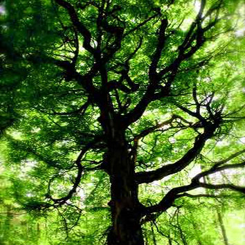 foret_arbre foret_arbre