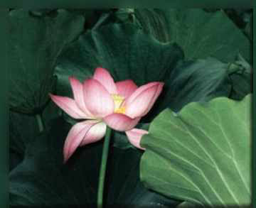 VipassanaTransformation through