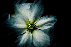 beautiful-bloom.gif