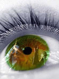 eye-bud.gif