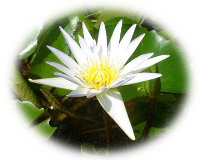 samadhi4260-4.gif