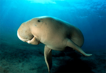 dugong-egypte1.gif