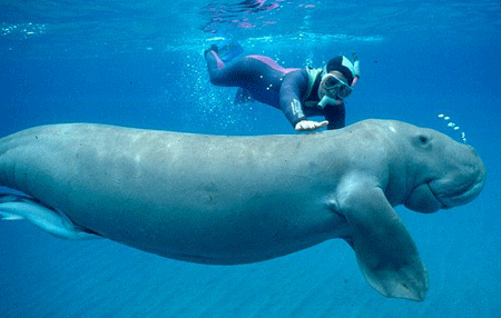 dugong_homme.gif