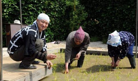 Une scène à la fois traditionnelle et originale : Hideyuki Mori (à gauche) en compagnie de ses parents, les pieds dans l'eau de la rizière. - (Photo NR, Sébastien Gaudard)
