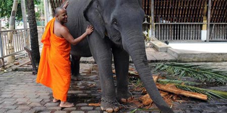 Un moine bouddhiste sri lankais avec un éléphant au temple de Gangarama à Colombo, le 16 décembre 2012