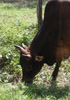 vache-cambodge.jpg