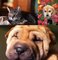 images-4.gif