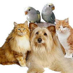 pets-75.gif