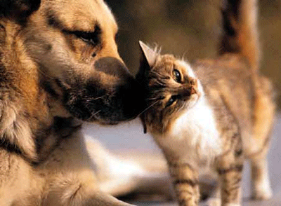 pets.gif