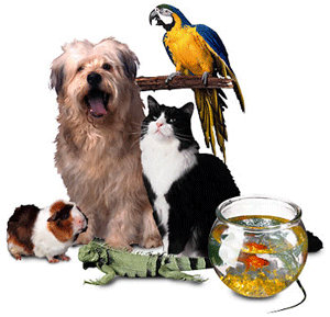 pets3_1_.gif
