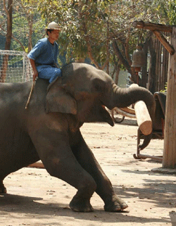 elefante_tailandia.gif